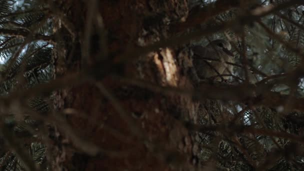 松树上的鸽子 — 图库视频影像