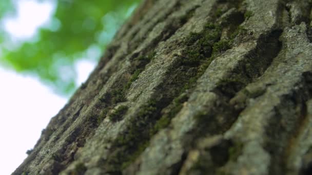 Mieren insecten op de boom — Stockvideo