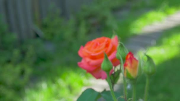 Orange rosor i trädgården — Stockvideo