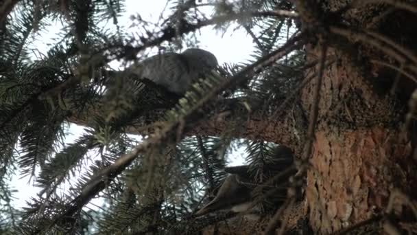 Paar Tauben auf Baum — Stockvideo