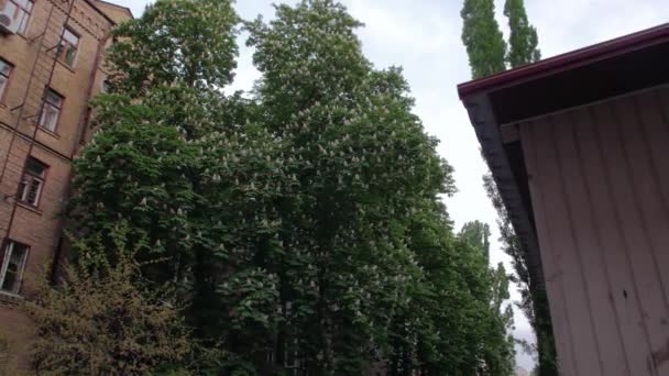 Árbol de castañas florecientes — Vídeos de Stock