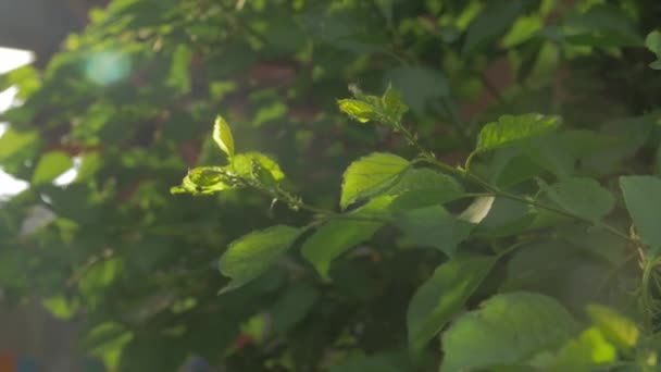 Sunbeam Leaves Closeup — Stock Video