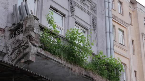 Gras groeit van gebouw — Stockvideo