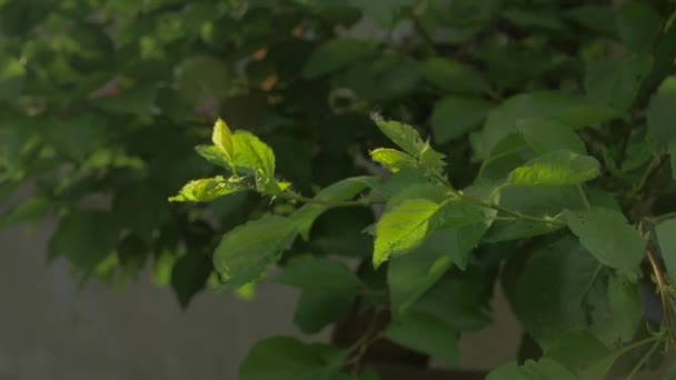 Sonnenlicht lässt Blätter sprießen — Stockvideo