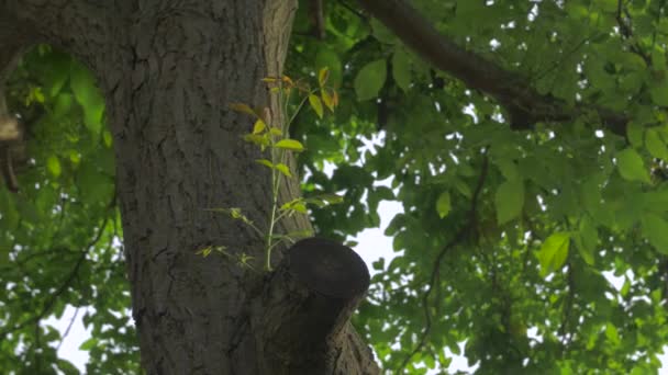 树芽种植 — 图库视频影像