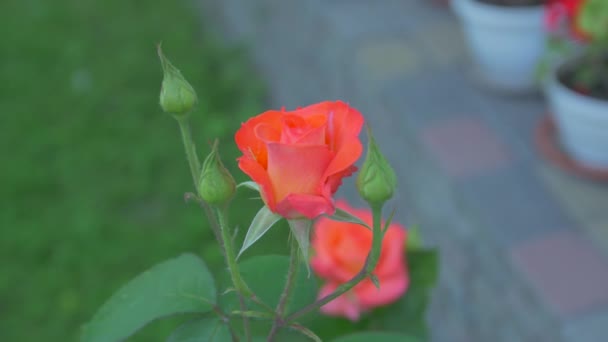 Τα τριαντάφυλλα στον κήπο — Αρχείο Βίντεο