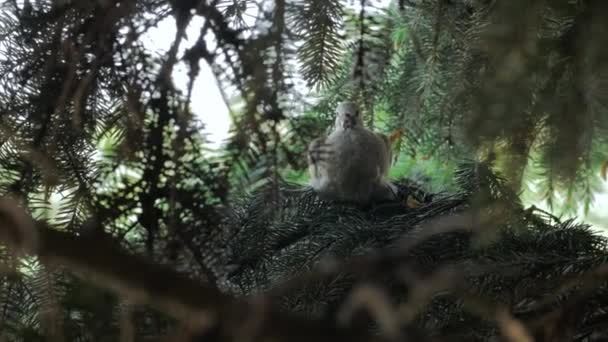 Piccione sull'albero di pino — Video Stock