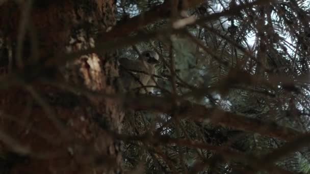 Dove On The Spruce Tree — Stock Video