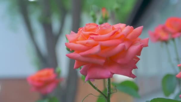 Orange rose i trädgården — Stockvideo