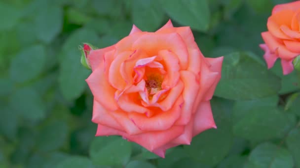 Одна апельсиновая роза в саду — стоковое видео