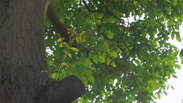 Проростка солнечного дерева — стоковое видео