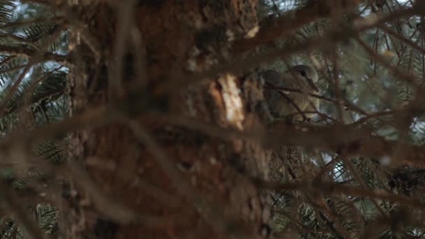 Paloma durmiendo en el árbol — Vídeo de stock