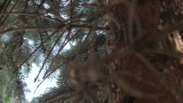 Güvercin üzerinde uyuyan ağaç — Stok video