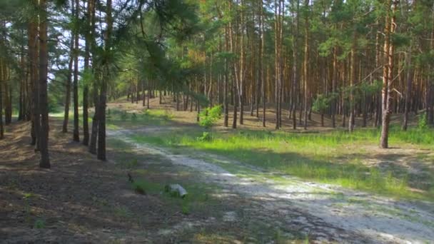 El camino en el bosque — Vídeo de stock