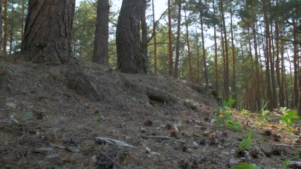 Forêt de pins Angle bas 