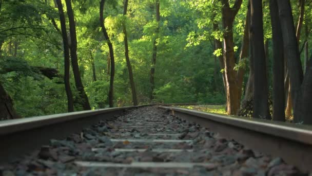 Uma floresta e trem ferroviário — Vídeo de Stock