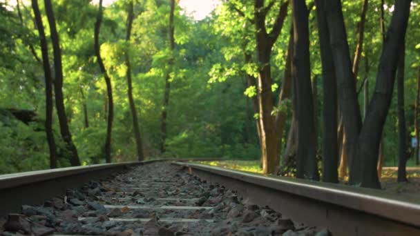 Лес с железной дорогой — стоковое видео
