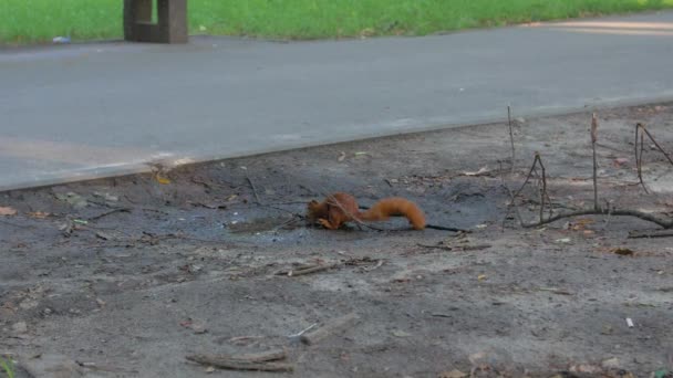 Ein Eichhörnchen trinkt das Wasser — Stockvideo