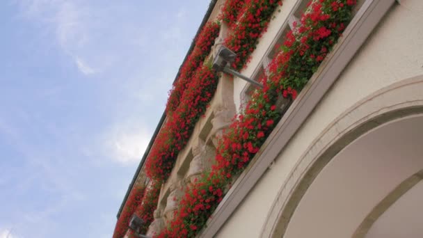 Röda blommor på byggnader vägg — Stockvideo