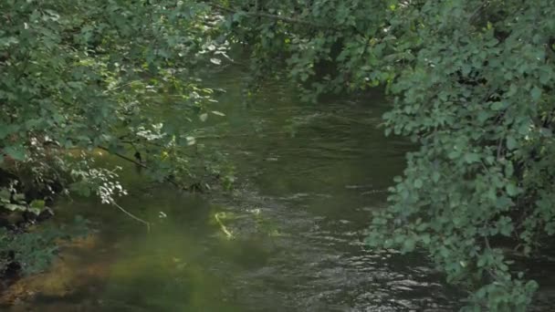 Річковий струмок у лісі — стокове відео