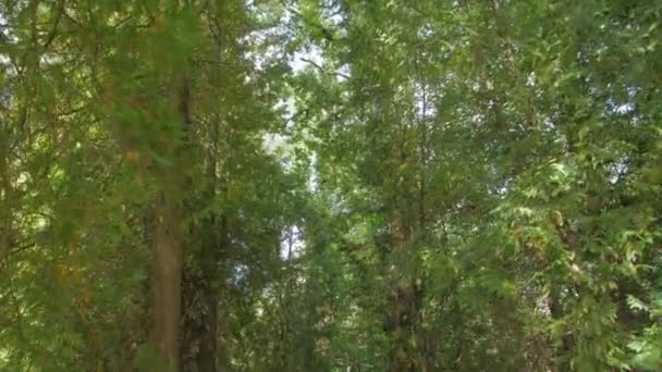 Camino por carretera en el bosque — Vídeos de Stock