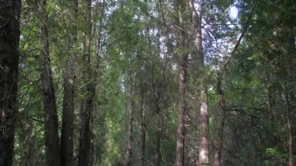 Estrada da trilha na floresta — Vídeo de Stock