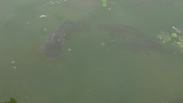 水面上的鱼头 — 图库视频影像