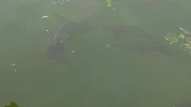 Fischkopf auf Wasseroberfläche — Stockvideo