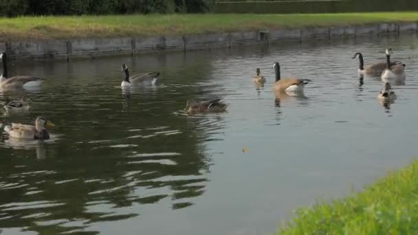 Gansos e patos na lagoa — Vídeo de Stock