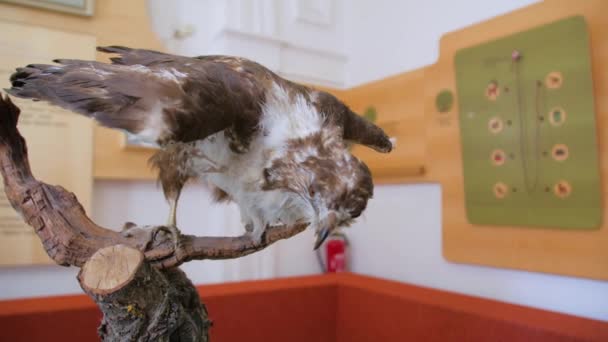 Scarecrow Burung Predatori — Stok Video