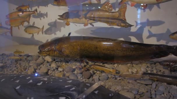 La scultura del pesce gatto — Video Stock