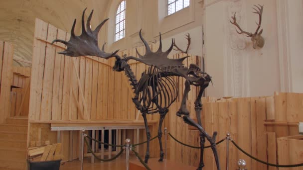 The Elk Moose Skeleton — Stock video