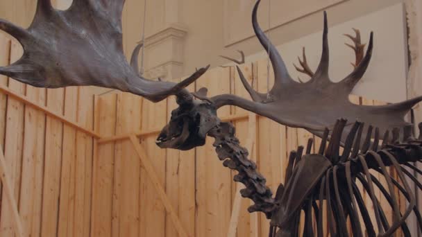 말코손바닥사슴의 골격 — 비디오