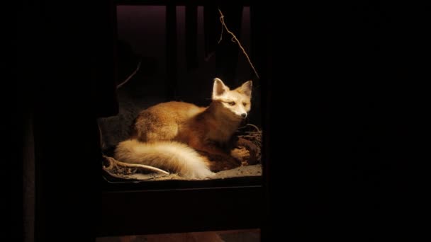 Το Γεμισμένο Σκιάχτρο Αλεπού — Αρχείο Βίντεο