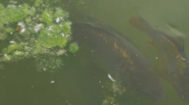 Sazan Balığı Su yüzeyinde