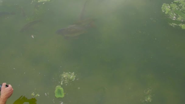 Beaucoup de poissons à la surface de l'eau — Video