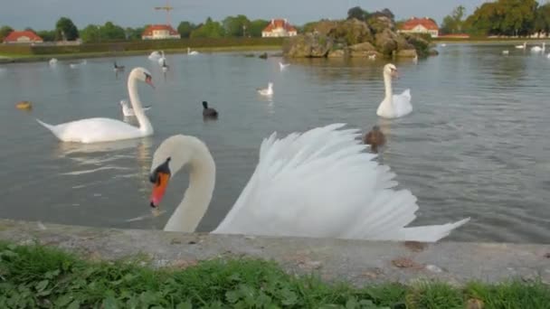Hermoso cisne blanco en el agua — Vídeos de Stock