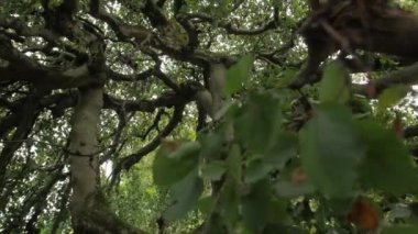 Büyük Yeşil Ağacın Altında