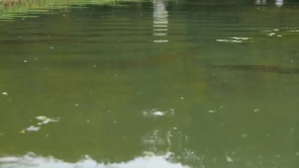 Fish Water Surface View — Stockvideo