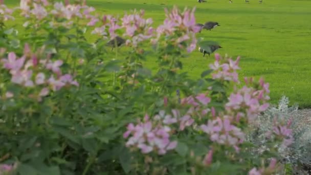 Grass Meadow And Geese — Stock Video