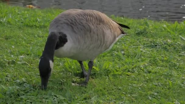 Gansos cinzentos comendo grama — Vídeo de Stock