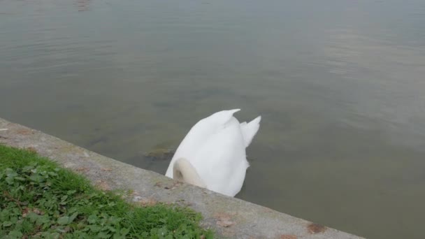 Les gens nourrissent le cygne 