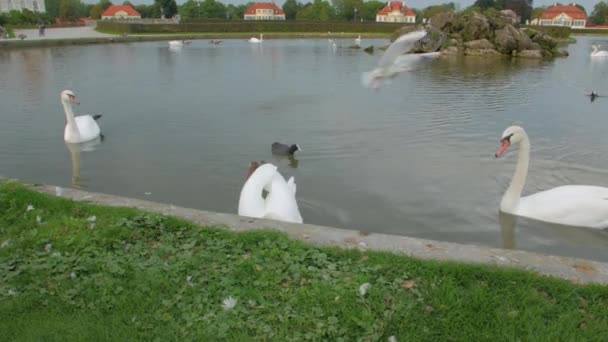 Menschen füttern die Vögel — Stockvideo