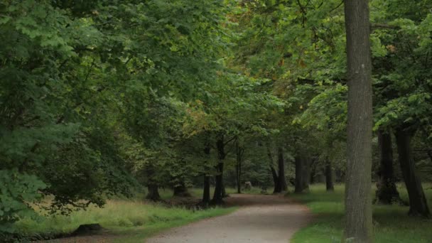 Chemin de course dans la forêt — Video