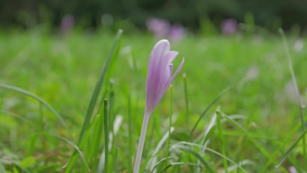 Voorjaarskrokusbloemen — Stockvideo