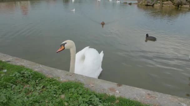 Cisne e patos na lagoa — Vídeo de Stock