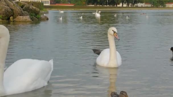 Swan nage sur le lac 