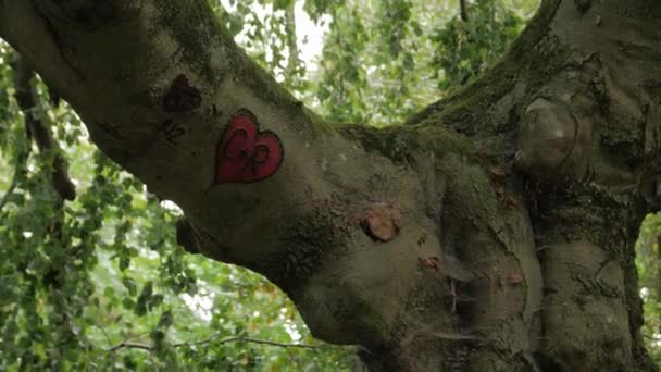 Srdce na stromě kůra — Stock video