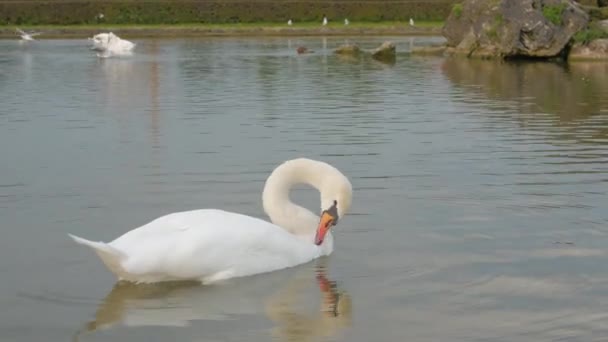 Cisne branco na lagoa — Vídeo de Stock