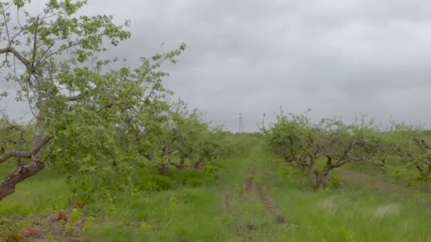 Gyümölcsöskert Zöld fák — Stock videók
